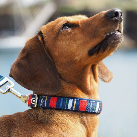 Orvis hotsell dog bandana